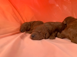 Dark Red Mini Goldendoodles For Sale $1800 Eight Weeks Old in December 2019